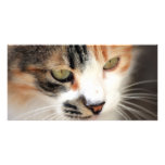 Sweet Cat Face Side photo cards