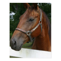 Sweet Chestnut Horse Postcard