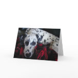 Sweet Dalmation