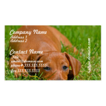 Sweet Daschund Sleeping Business Cards