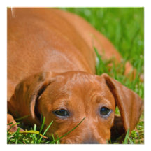 Sweet Daschund Sleeping  Invitations
