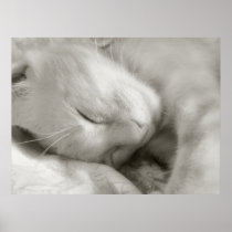 Sweet Dreams - poster