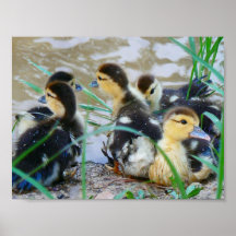 Sweet Ducklings Posters