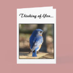 Sweet Eastern Bluebird cards