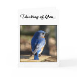 Sweet Eastern Bluebird Greeting Cards