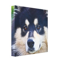 Sweet Finnish Lapphund Canvas Print