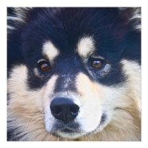 Sweet Finnish Lapphund Invitations