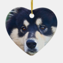 Sweet Finnish Lapphund Ornament