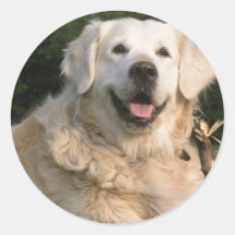 Sweet Golden Retriever Stickers