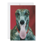 Sweet Greyhound Blank Invitations Announcements