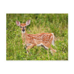 Sweet Innocence postcards