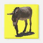 Sweet Little Burro - Donkey Magnet