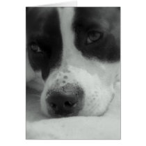 Sweet Maggie Greeting Card