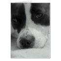 Sweet Maggie cards