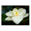 Sweet Magnolia ACEO Art Trading Cards business cards