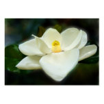 Sweet Magnolia ACEO Art Trading Cards business cards