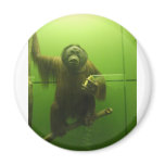 Sweet Monkey magnets