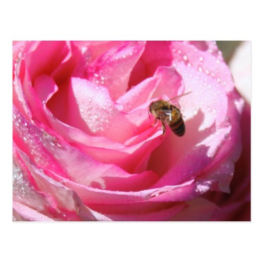 Sweet Nectar after a Light Rain Shower, Flower Bee Postcard
