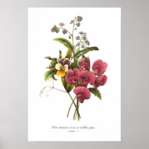 Sweet Pea and Viola Posters
