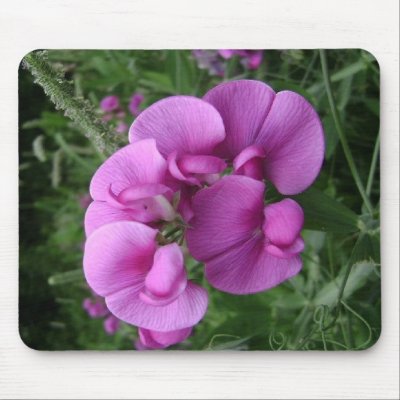 Sweet Pea Mouse Pad by Bessierae