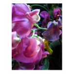 Sweet Pea Postcard