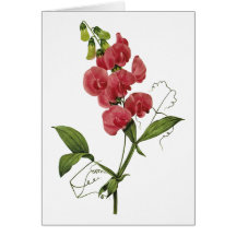Sweet Pea Watercolor Blank Note Card