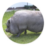 Sweet Piggy - Sticker