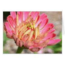 Sweet Pink Zinnia Flower Card