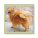 Sweet Pomeranian Magnet
