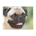 Sweet Pug Dog Photo Cards and Gifts postcards