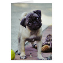 Sweet Pug Puppy Valentine #2 Greeting Card