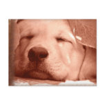 Sweet Puppy - Adopt a Dog Postcard