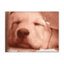 Sweet Puppy - Adopt a Dog Postcard