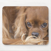 Sweet Ruby Cavalier King Charles Spaniel Mouse Mats