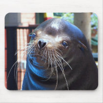 Sweet Sea Lion Mouse Pads