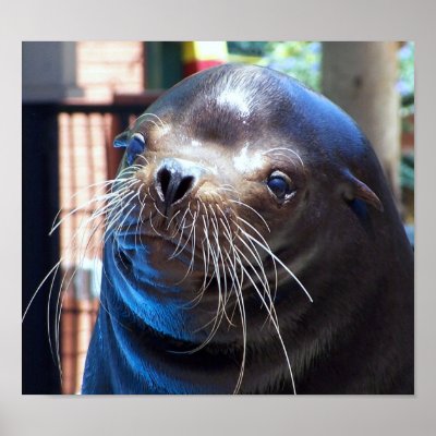 Sweet Sea Lion Posters by Quiltstar