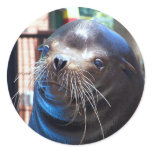 Sweet Sea Lion Round Sticker