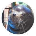 Sweet Sea Lion stickers