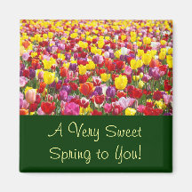 Sweet Spring to You! magnets Tulip Flowers