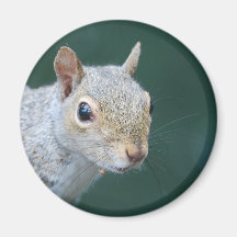 sweet Squirrel Magnet
