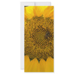 Sweet Sun rack cards