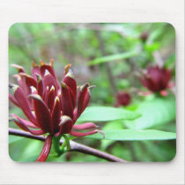 Sweetbush Mousepad