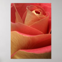 Sweetheart Rose