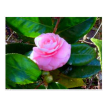 Sweeties Camellia Postcard
