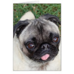 Sweetness Greeting Cards
