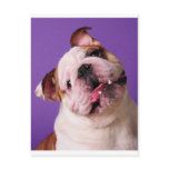 Sweetness is a Bulldog Post Card