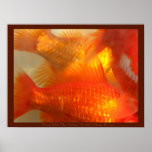 Swim With The Fishies posters