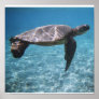 Swim with the turtle Poster