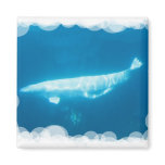 Swimming Beluga Whales Magnet