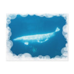Swimming Beluga Whales Postcard